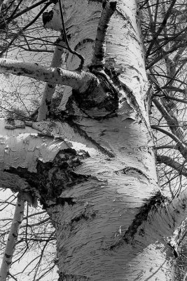 Birch Tree Trunk