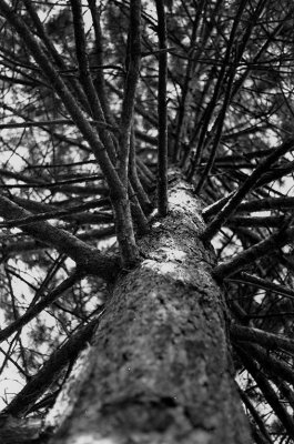 Neverending Pine