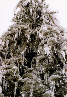The Ice Pillar Tree