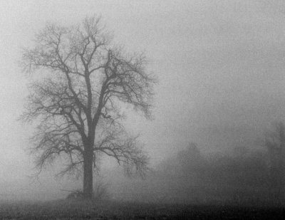 Hickory Tree In The Fog