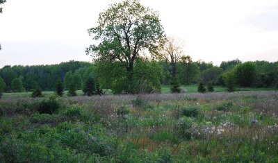 The Back Meadow In Spring