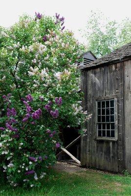 Lilacs And Barn Window