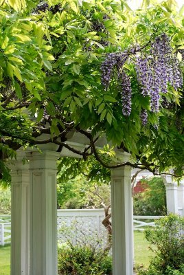 Cluster Of Wisteria