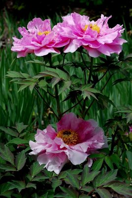 Umbrella Of Peonies