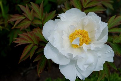 White Peony, Broken Petal