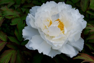 White Peony In The Breeze