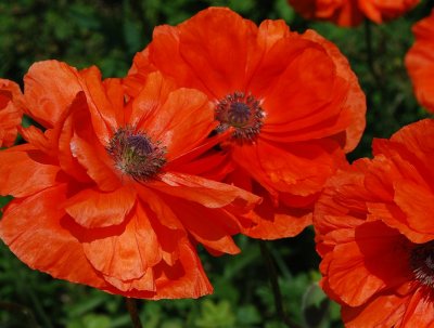 2 Poppies and A Friend