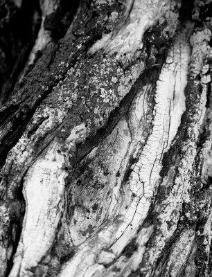 Decaying Tree Trunk