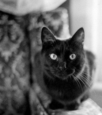 Mabel On Armchair