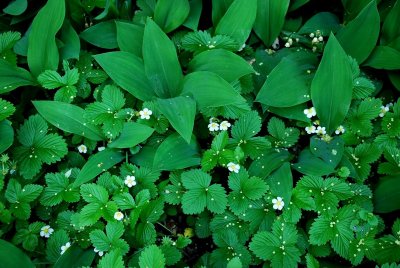 Wild Strawberries