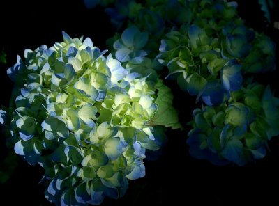 Hydrangea In Shadow