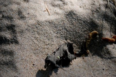 Sand And Fallen Leaf