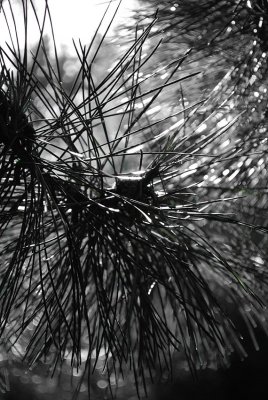 Pine Needles In Late Afternoon Light