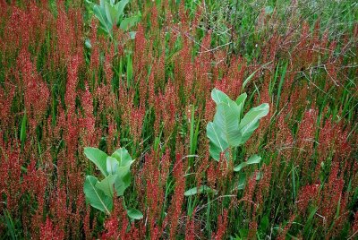 Milkweed Plants And Red Field Weeds