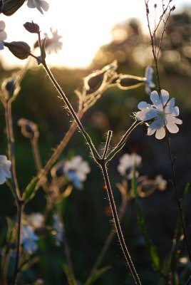 Backlit Flowers At Field's Edge