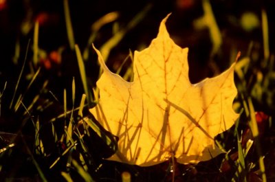 The Invincible October Leaf
