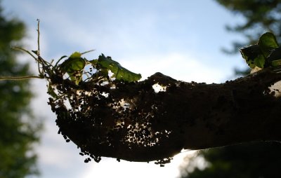 Tentworms, Tented