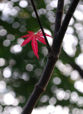 Single Leaf