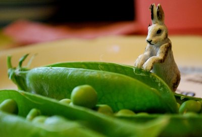 Bunny's Lucky Day