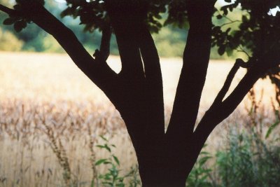 g1/12/899712/3/113505366.mafjbVM7.jpg