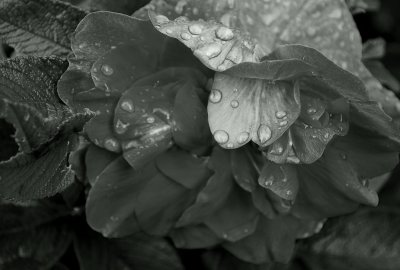 Raindrops On Shrub Rose