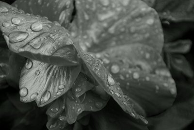 Rose Nodding With Raindrops