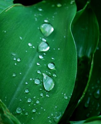 Rain Drops On Lily Of The Valley