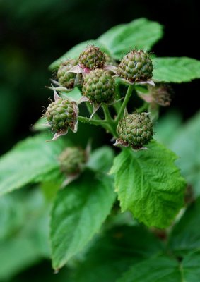 Black Rasberries, Green Stage