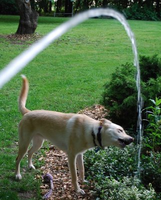 A Drink From The Hose
