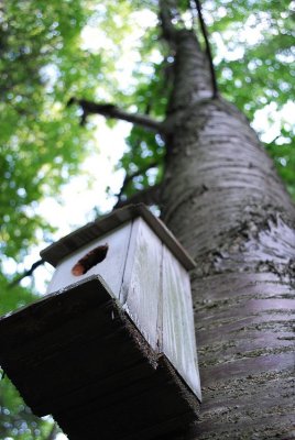 Birdhouse On Cherry Tree