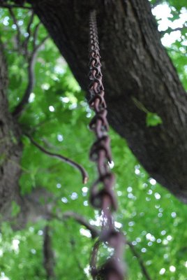 Tree Swing Chain Study 1