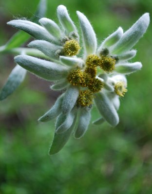 Edelweiss Plant