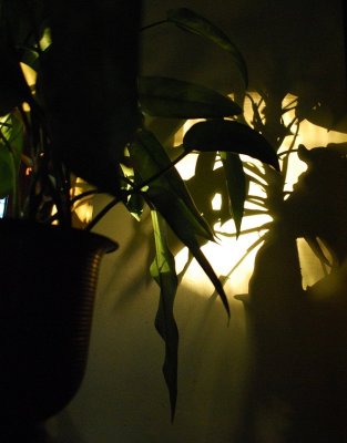 Plant Shadow, Mantlepiece