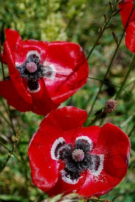 Poppies Popping