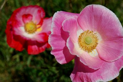 Pink Poppy And Pollen