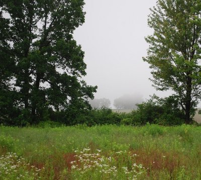 View Through To Foggy Trees