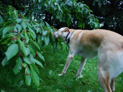 Picking Cherries, Fiona Style