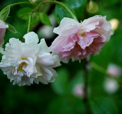 Climbing Roses, Falling