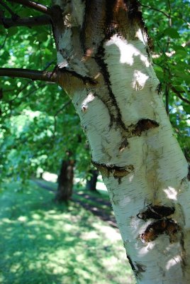 Perch On A Birch