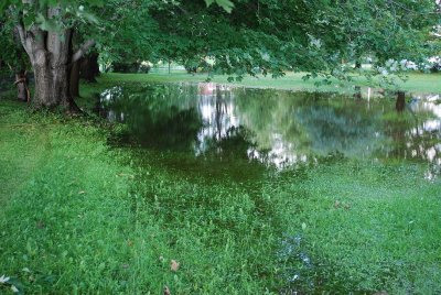 Summer Shower, Summer Pond