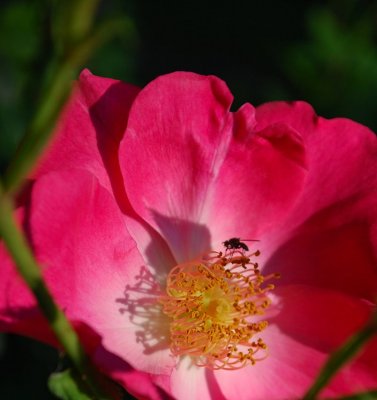 Fly Pollinating A Rose