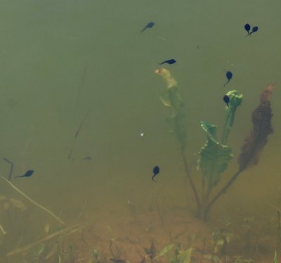 Tadpoles Doing Their Thing