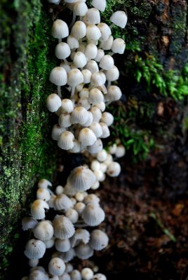 Trickle Of Mushrooms