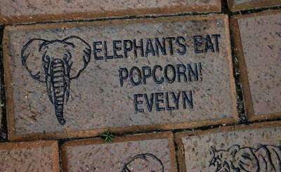 Elephants Eat Popcorn!