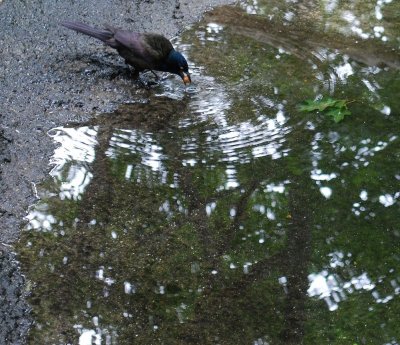 Grackle Washing A Berry