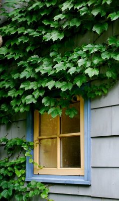 Ivy Covered Window