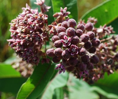 Milkweed, Open And Closed