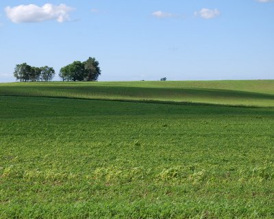 Summer Fields