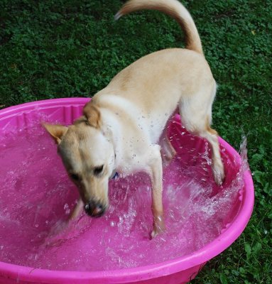 Everybody In The Pool