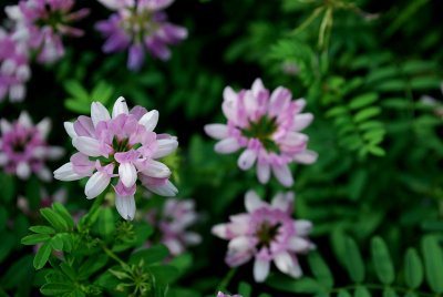 Crowns Of Coronilla